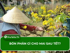 Bón phân gì cho mai sau tết?