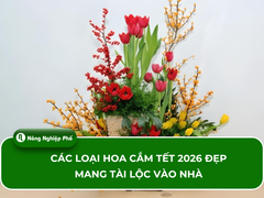 Các loại hoa cắm Tết 2026 đẹp mang tài lộc vào nhà