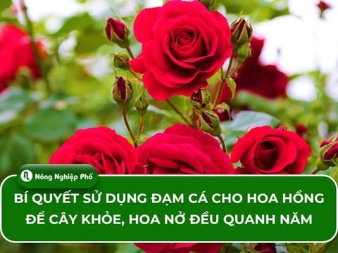 Bí quyết sử dụng đạm cá cho hoa hồng để cây khỏe, hoa nở đều quanh năm