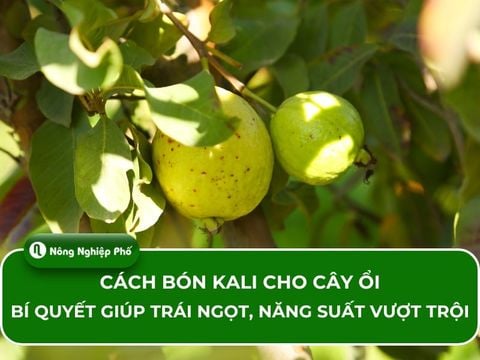 Cách bón Kali cho cây ổi: Bí quyết giúp trái ngọt, năng suất vượt trội