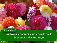 Hướng dẫn cách cắm hoa thược dược Tết 2026 đẹp và sang trọng