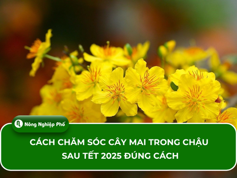 Cách chăm sóc cây mai trong chậu sau Tết 2025 đúng cách