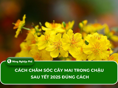 Cách chăm sóc cây mai trong chậu sau Tết 2025 đúng cách