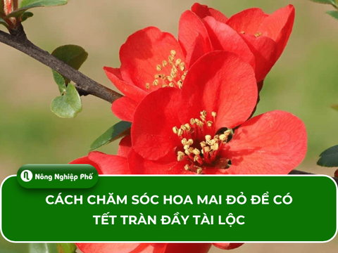 Cách chăm sóc hoa mai đỏ để có Tết tràn đầy tài lộc