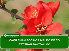 Cách chăm sóc hoa mai đỏ để có Tết tràn đầy tài lộc