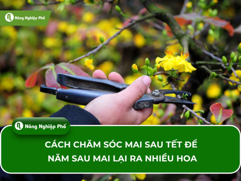 Cách chăm sóc mai sau tết để năm sau mai lại ra nhiều hoa
