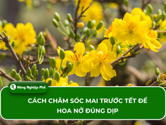 Cách chăm sóc mai trước tết để hoa nở đúng dịp