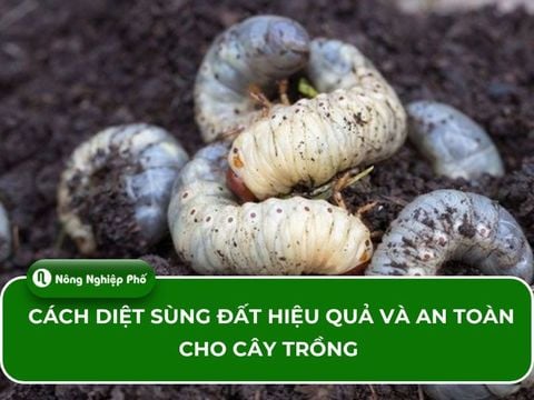 Cách diệt sùng đất hiệu quả và an toàn cho cây trồng