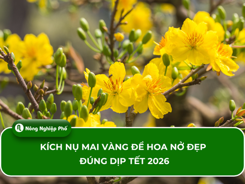 Kích nụ mai vàng để hoa nở đẹp đúng dịp Tết 2026