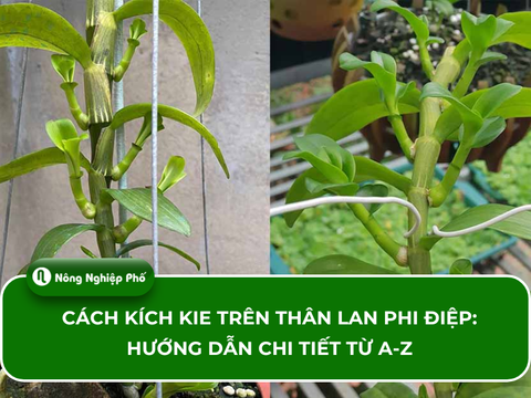Cách kích kie trên thân lan phi điệp: Hướng dẫn chi tiết từ A-Z