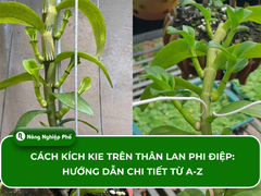 Cách kích kie trên thân lan phi điệp: Hướng dẫn chi tiết từ A-Z