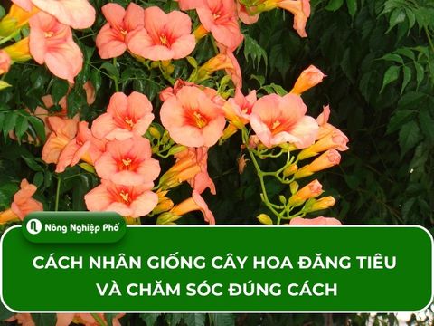Cách nhân giống cây hoa đăng tiêu và chăm sóc đúng cách