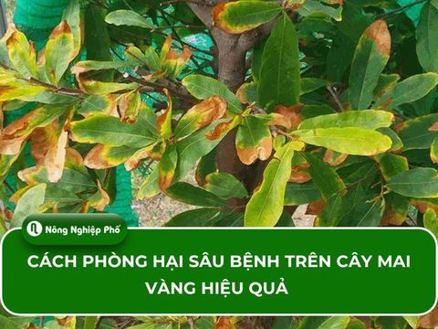 Cách phòng hại sâu bệnh trên cây mai vàng hiệu quả