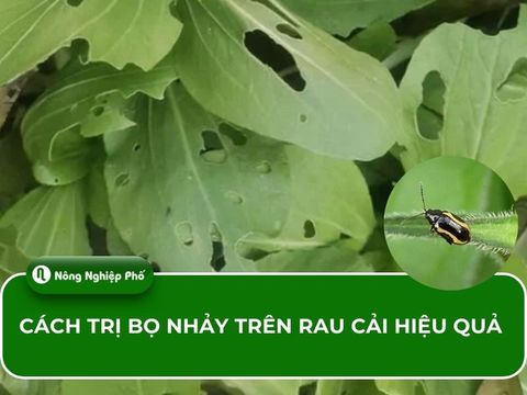 Cách trị bọ nhảy trên rau cải hiệu quả