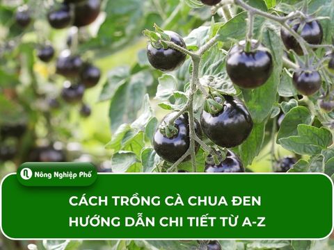 Cách trồng cà chua đen – Hướng dẫn chi tiết từ A-Z