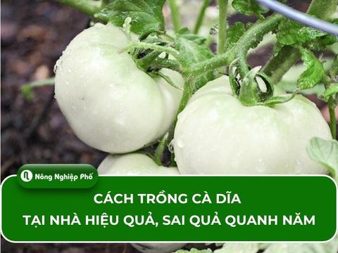 Cách trồng cà dĩa tại nhà hiệu quả, sai quả quanh năm
