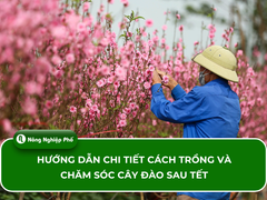 Hướng dẫn chi tiết cách trồng và chăm sóc cây đào sau Tết