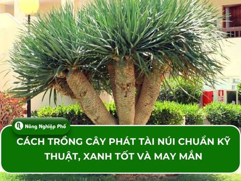 Cách trồng cây phát tài núi chuẩn kỹ thuật, xanh tốt và may mắn