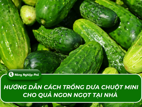 Cách trồng dưa chuột mini cho quả ngon ngọt tại nhà
