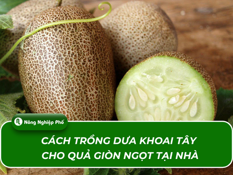 Cách trồng dưa khoai tây cho quả giòn ngọt tại nhà
