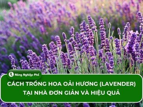 Cách trồng hoa oải hương (Lavender) tại nhà đơn giản và hiệu quả