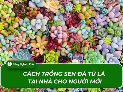 Cách trồng sen đá từ lá tại nhà cho người mới