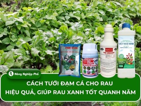 Cách tưới đạm cá cho rau hiệu quả, giúp rau xanh tốt quanh năm