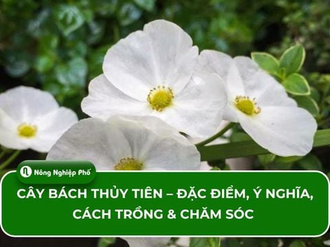 Cây bách thủy tiên – Đặc điểm, Ý nghĩa, cách trồng & chăm sóc
