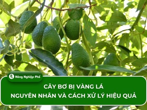 Cây bơ bị vàng lá – Nguyên nhân và cách xử lý hiệu quả