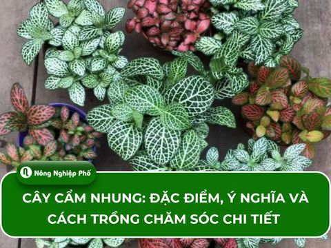 Cây cẩm nhung: Đặc điểm, ý nghĩa và cách trồng chăm sóc chi tiết