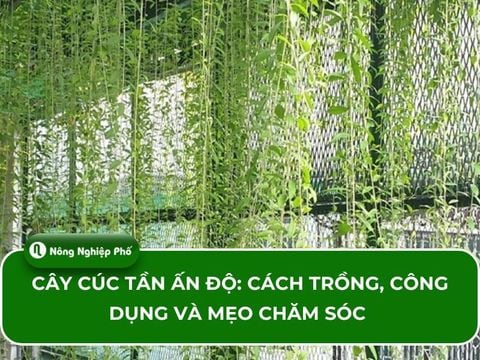 Cây cúc tần Ấn Độ: Cách trồng, công dụng và mẹo chăm sóc