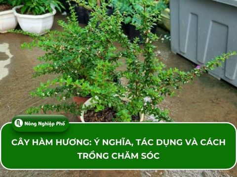 Cây hàm hương: Ý nghĩa, tác dụng và cách trồng chăm sóc