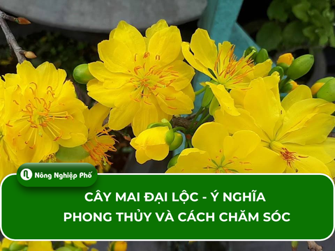 Cây mai đại lộc - Ý nghĩa phong thủy và cách chăm sóc