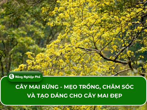 Cây Mai Rừng - Mẹo Trồng, Chăm Sóc Và Tạo Dáng Cho Cây Mai Đẹp