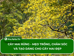 Cây Mai Rừng - Mẹo Trồng, Chăm Sóc Và Tạo Dáng Cho Cây Mai Đẹp