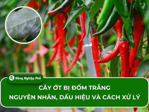 Cây ớt bị đốm trắng: Nguyên nhân, dấu hiệu và cách xử lý