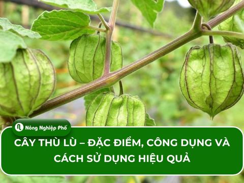 Cây thù lù – Đặc điểm, công dụng và cách sử dụng hiệu quả