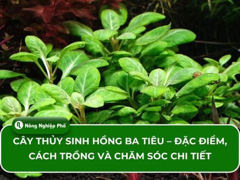 Cây thủy sinh Hồng Ba Tiêu – Đặc điểm, cách trồng và chăm sóc chi tiết