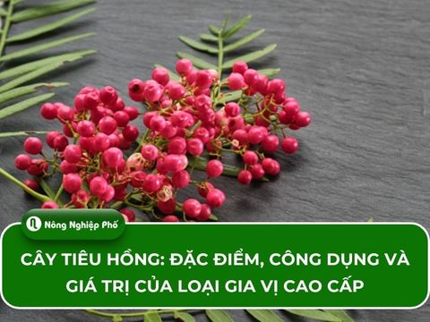 Cây Tiêu Hồng: Đặc điểm, công dụng và giá trị của loại gia vị cao cấp