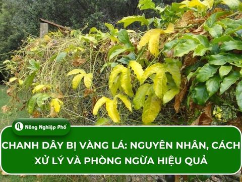 Chanh dây bị vàng lá: Nguyên nhân, cách xử lý và phòng ngừa hiệu quả