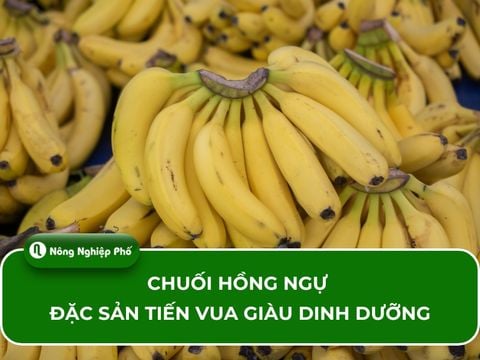 Chuối hồng ngự – Đặc sản tiến vua giàu dinh dưỡng