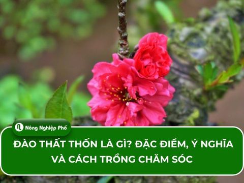 Đào thất thốn là gì? Đặc điểm, ý nghĩa và cách trồng chăm sóc