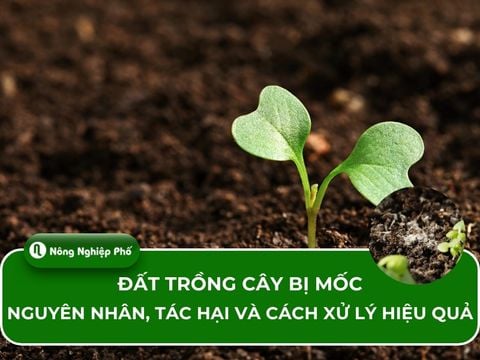 Đất trồng cây bị mốc: Nguyên nhân, tác hại và cách xử lý hiệu quả