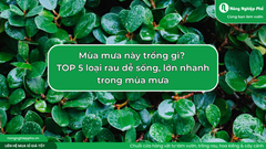 Mùa mưa này trồng gì?  TOP 5 loại rau dễ sống, lớn nhanh trong mùa mưa