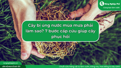 Cây bị úng nước mùa mưa phải làm sao? 7 bước cấp cứu giúp cây phục hồi