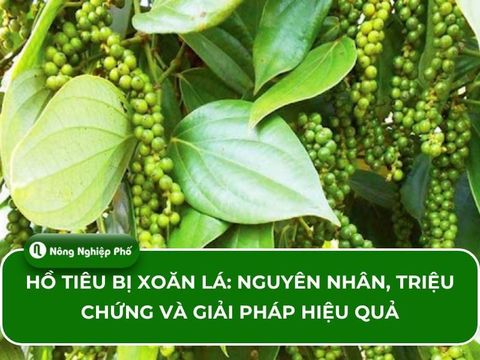 Hồ tiêu bị xoăn lá: Nguyên nhân, triệu chứng và giải pháp hiệu quả
