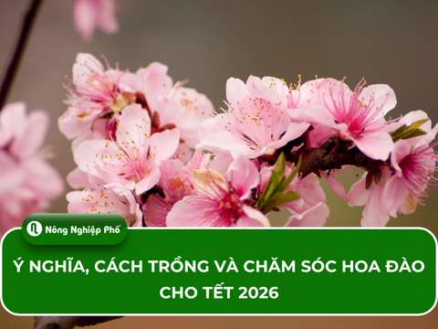 Ý nghĩa, cách trồng và chăm sóc hoa đào cho Tết 2026