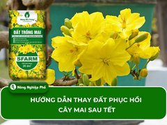 Hướng dẫn thay đất phục hồi cây mai sau tết