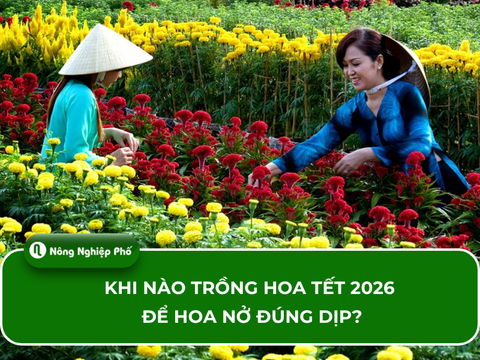 Khi nào trồng hoa tết 2026 để hoa nở đúng dịp?