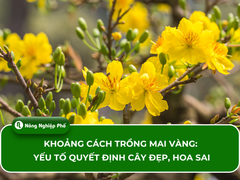 Khoảng cách trồng mai vàng: Yếu tố quyết định cây đẹp, hoa sai
